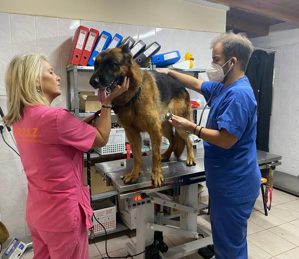 Read more about the article Ηλεκτρονική σήμανση και εμβολιασμός σκύλων, εντελώς ΔΩΡΕΑΝ από το Διαδημοτικό Κέντρο Περίθαλψης Αδέσποτων Ζώων (ΔΙΚΕΠΑΖ)
