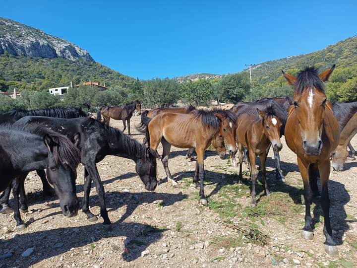 Read more about the article Άλογα Υμηττού: Αισιοδοξία για οριστική λύση μετά τη συνάντηση Υφυπουργού Αγροτικής Ανάπτυξης με Δήμαρχο Κρωπίας και εθελοντές της “Help Horses Ymittos”